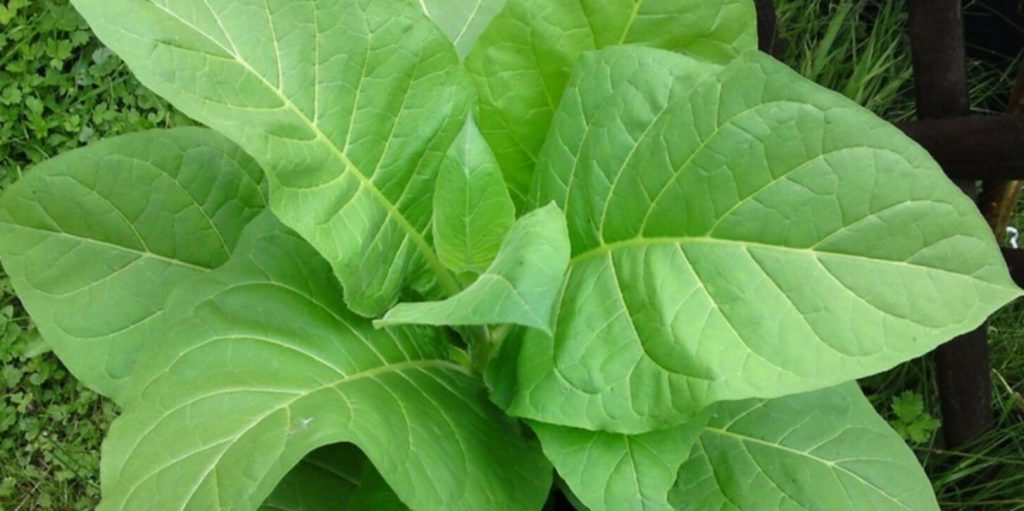 A close-up of organic Latakia tobacco leaves